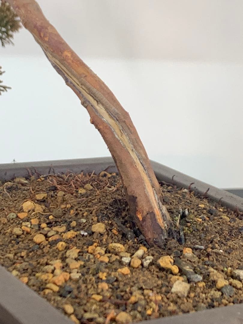 唯一無二　文人糸魚川真柏（検索/模様木捻転赤松五葉松懸崖シャリジン黒松盆栽）