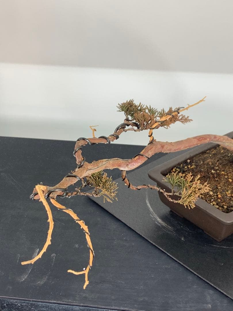 唯一無二　文人糸魚川真柏（検索/模様木捻転赤松五葉松懸崖シャリジン黒松盆栽）