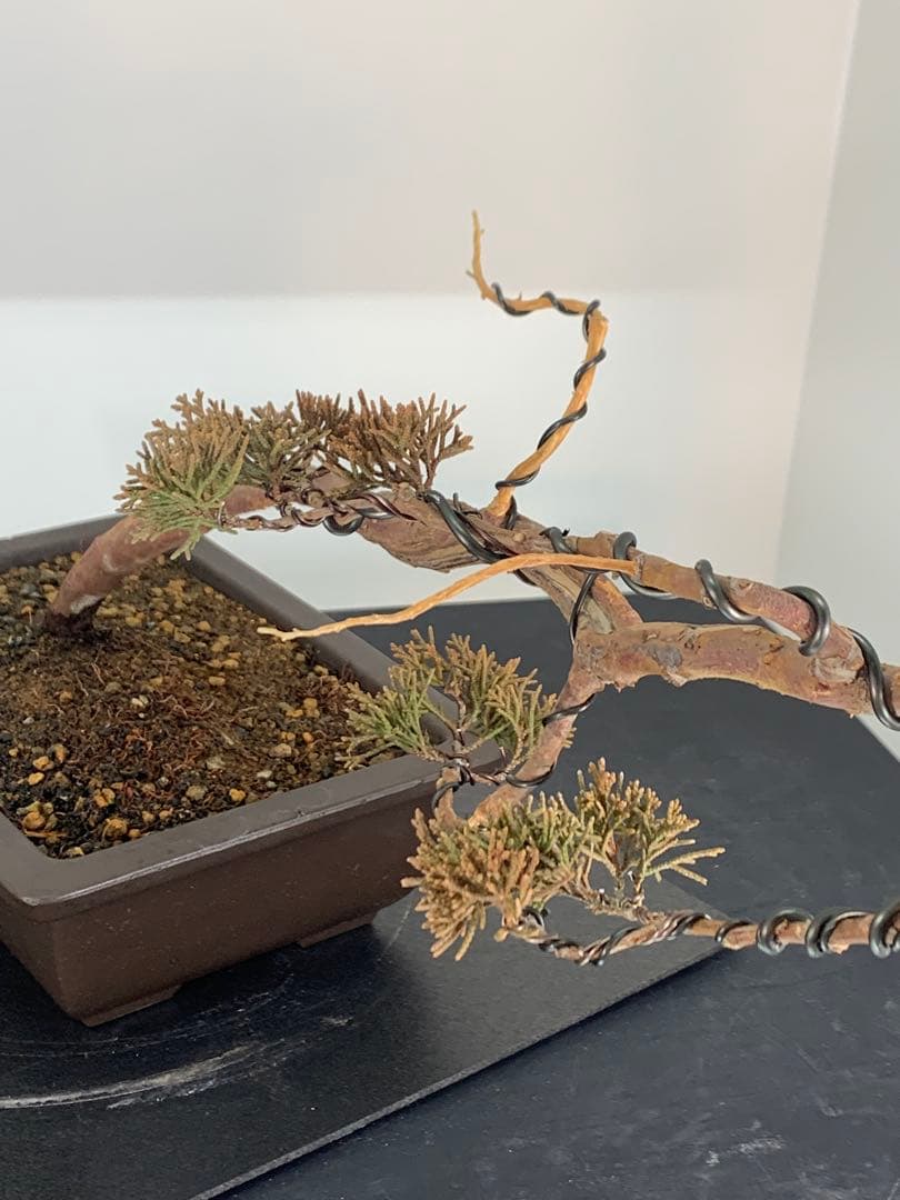 唯一無二　文人糸魚川真柏（検索/模様木捻転赤松五葉松懸崖シャリジン黒松盆栽）