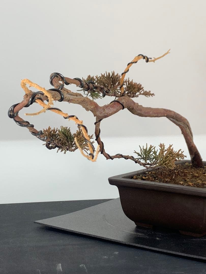 唯一無二　文人糸魚川真柏（検索/模様木捻転赤松五葉松懸崖シャリジン黒松盆栽）