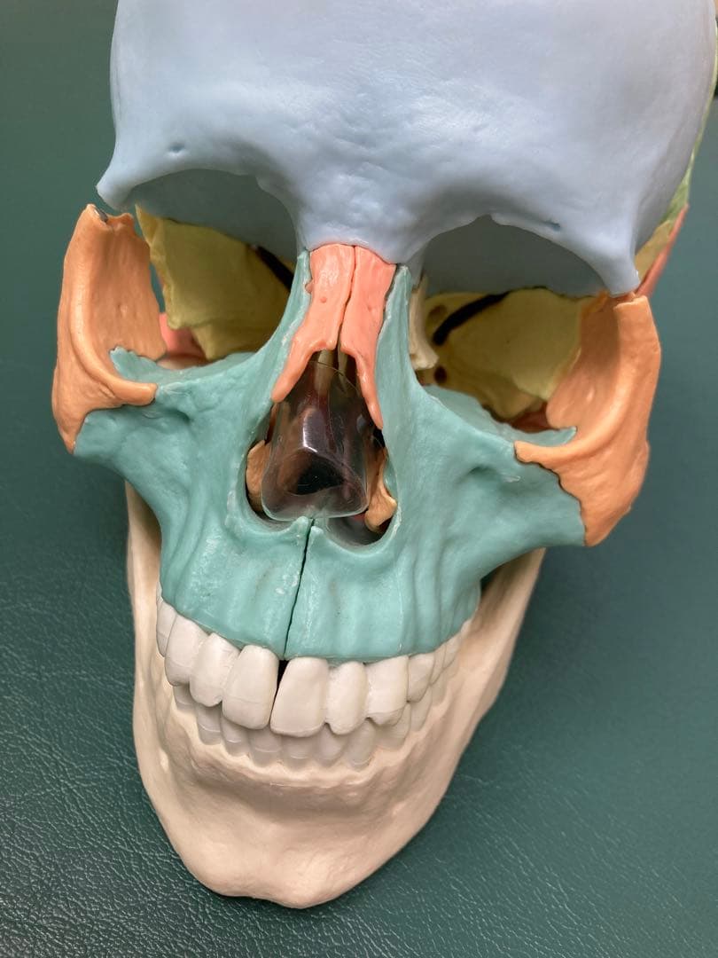 【日本未発売】ドイツ3B社 頭蓋骨 模型 マグネット式