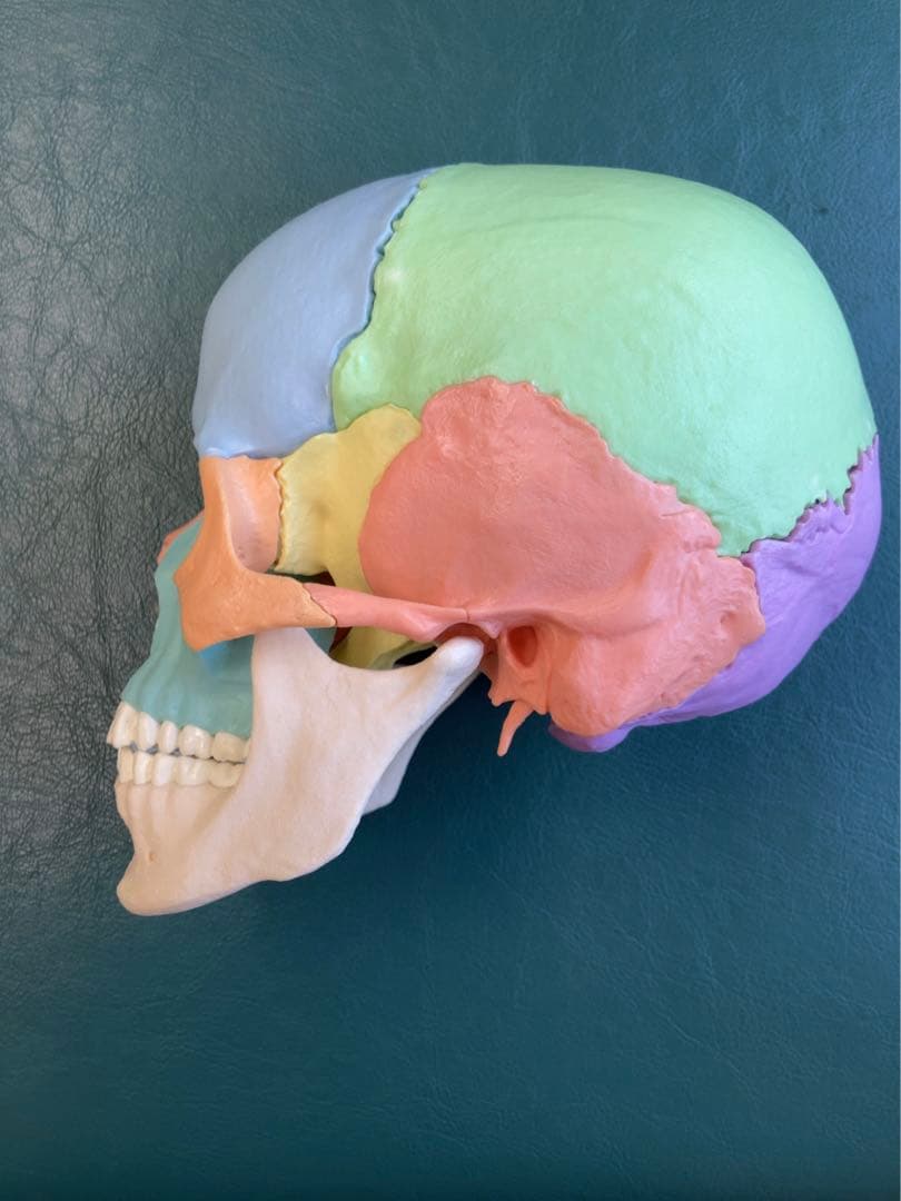 【日本未発売】ドイツ3B社 頭蓋骨 模型 マグネット式