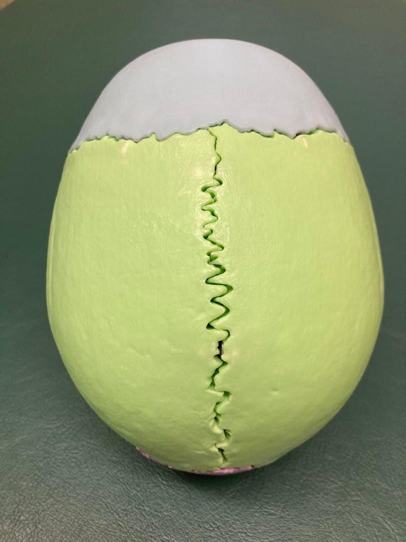 【日本未発売】ドイツ3B社 頭蓋骨 模型 マグネット式