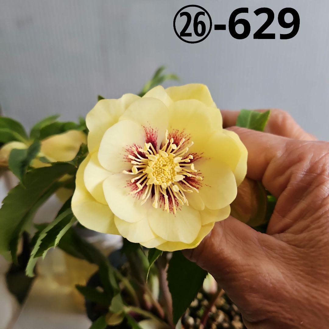 ㉖-629クリスマスローズ