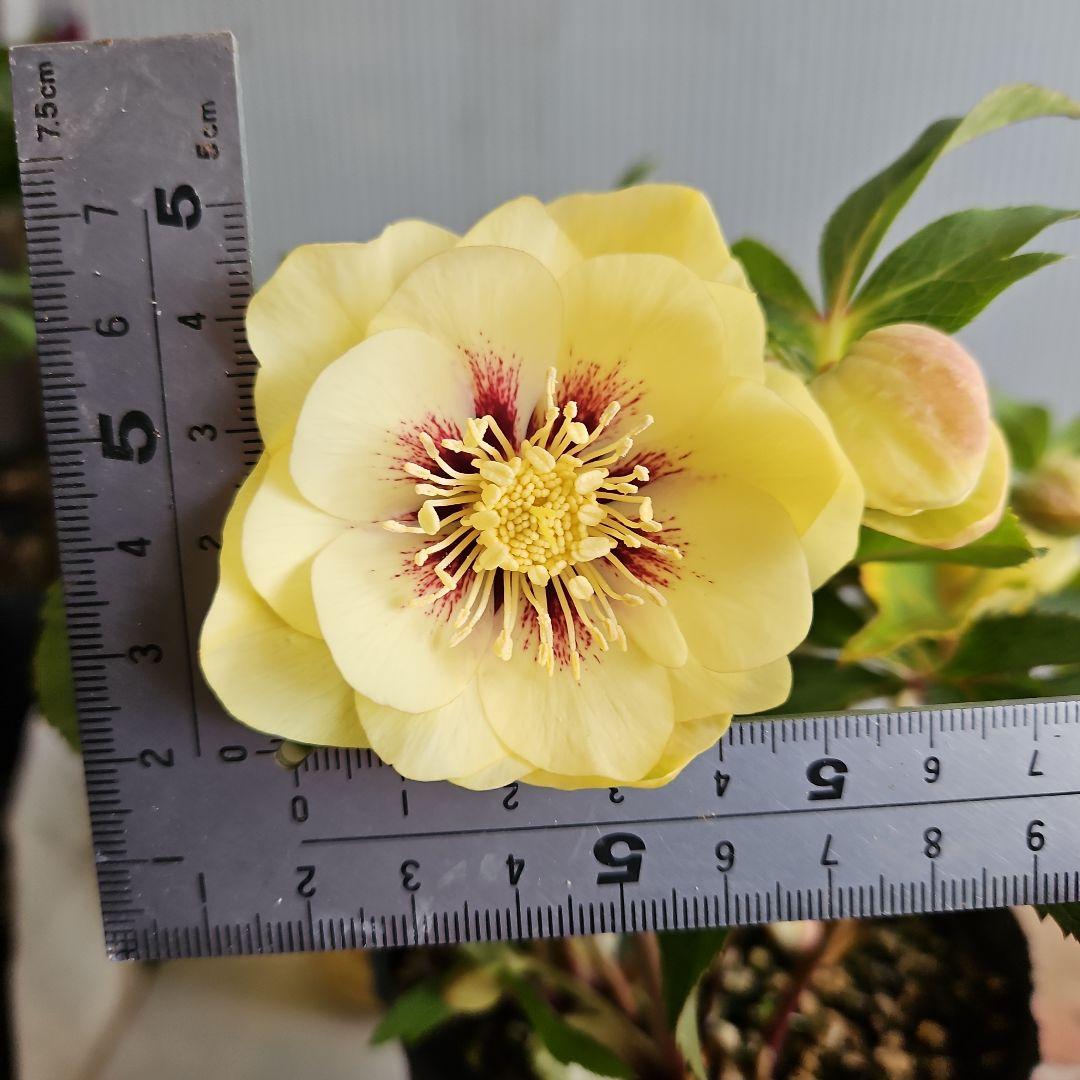 ㉖-629クリスマスローズ