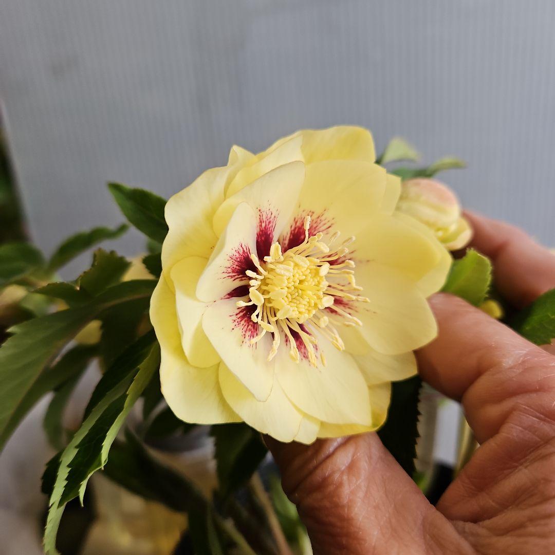 ㉖-629クリスマスローズ