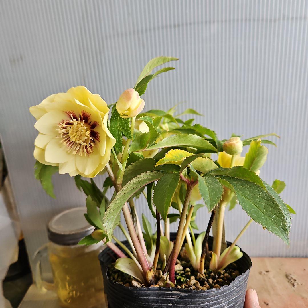 ㉖-629クリスマスローズ