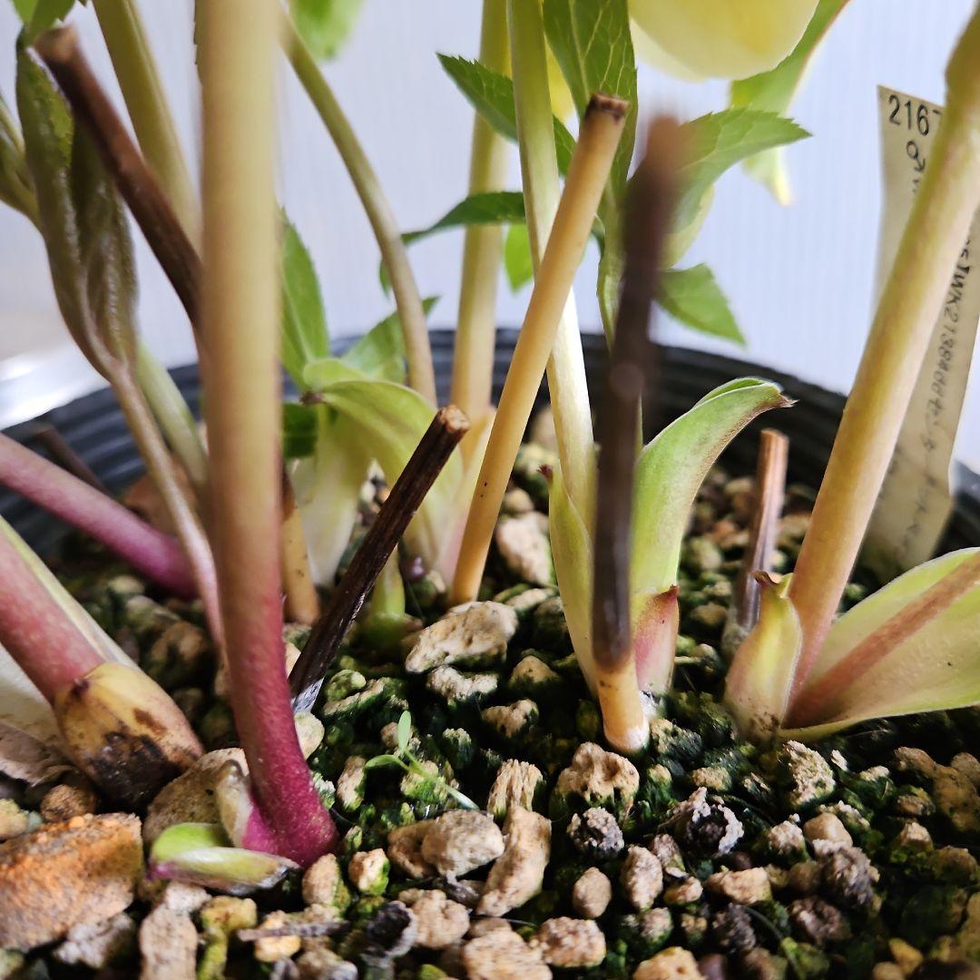 ㉖-629クリスマスローズ