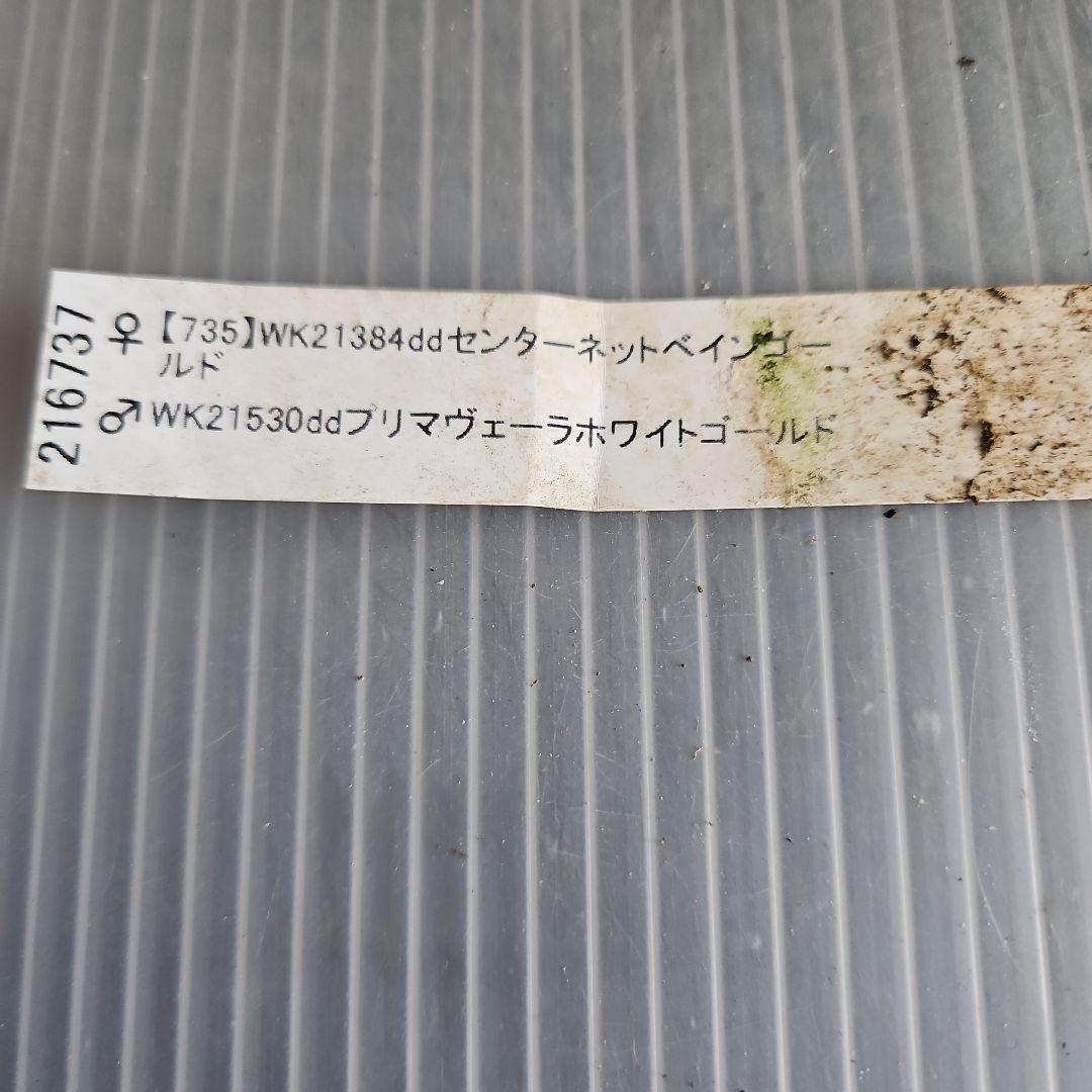 ㉖-629クリスマスローズ