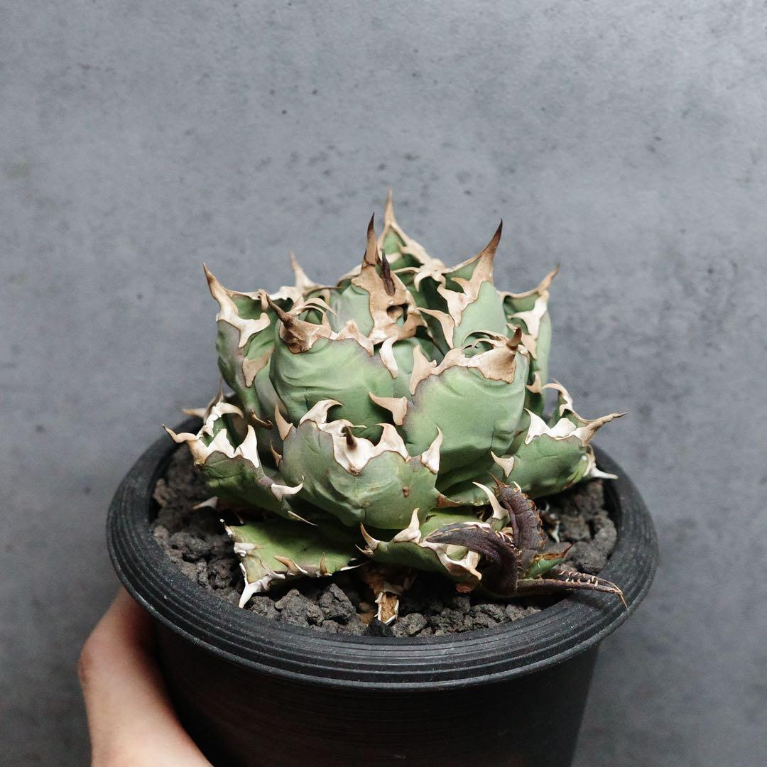 【育成株】アガベ　チタノタ　オテロイ　姫厳竜　コンパクト　ボールタイプ