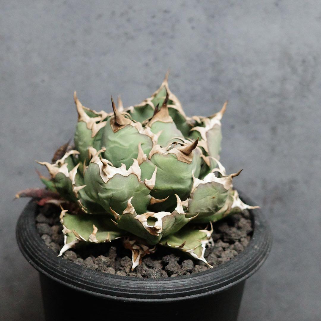 【育成株】アガベ　チタノタ　オテロイ　姫厳竜　コンパクト　ボールタイプ