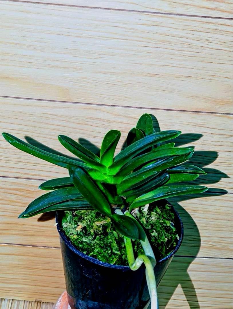 富貴蘭「紫金剛」３本子付き