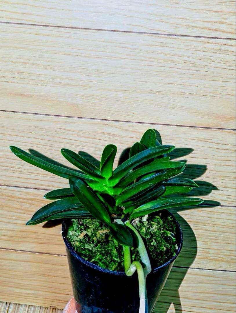 富貴蘭「紫金剛」３本子付き