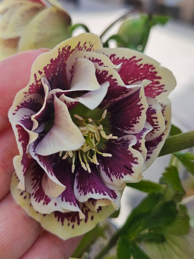 クリスマスローズ　八重咲き&ダブルホワイトブロッチ