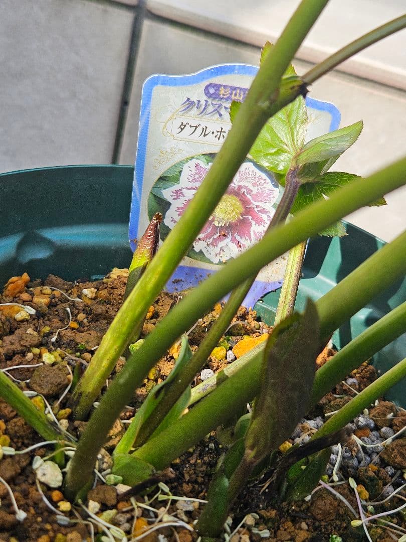 クリスマスローズ　八重咲き&ダブルホワイトブロッチ