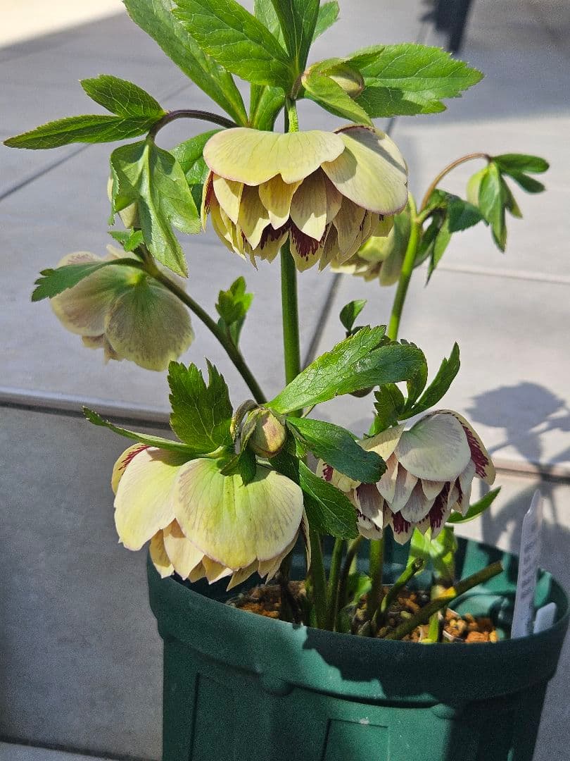 クリスマスローズ　八重咲き&ダブルホワイトブロッチ