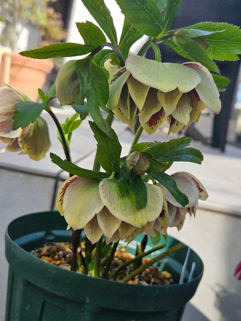 クリスマスローズ　八重咲き&ダブルホワイトブロッチ