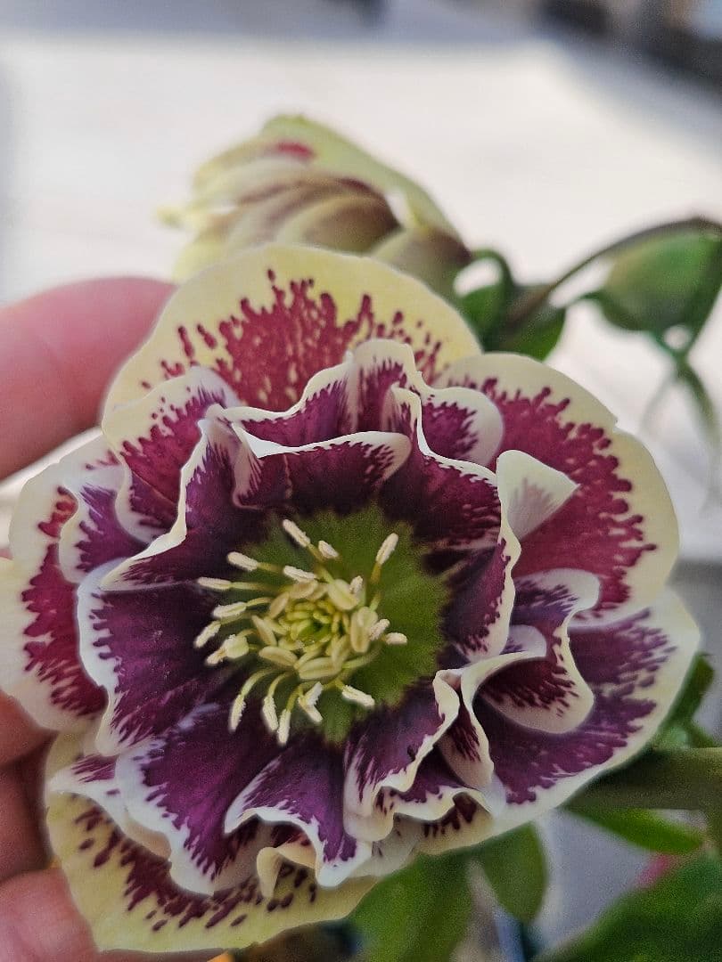 クリスマスローズ　八重咲き&ダブルホワイトブロッチ