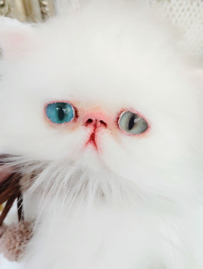 生後１か月♡オッドアイ♡エキゾチック子猫ちゃん♡アートドール♡ぬいぐるみ♡