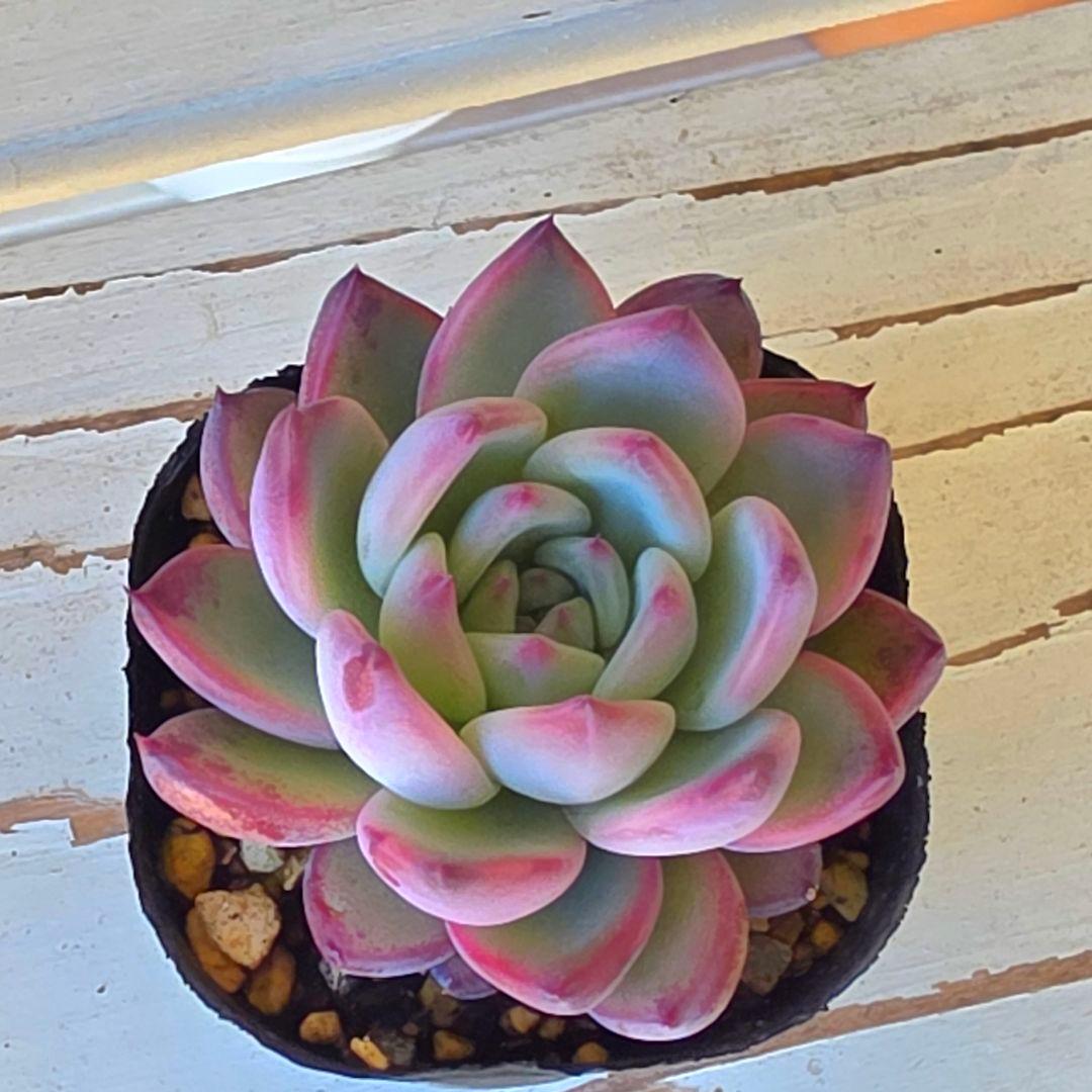 y*o様 多肉植物 中里リンゼアナ 実生苗 エケベリア