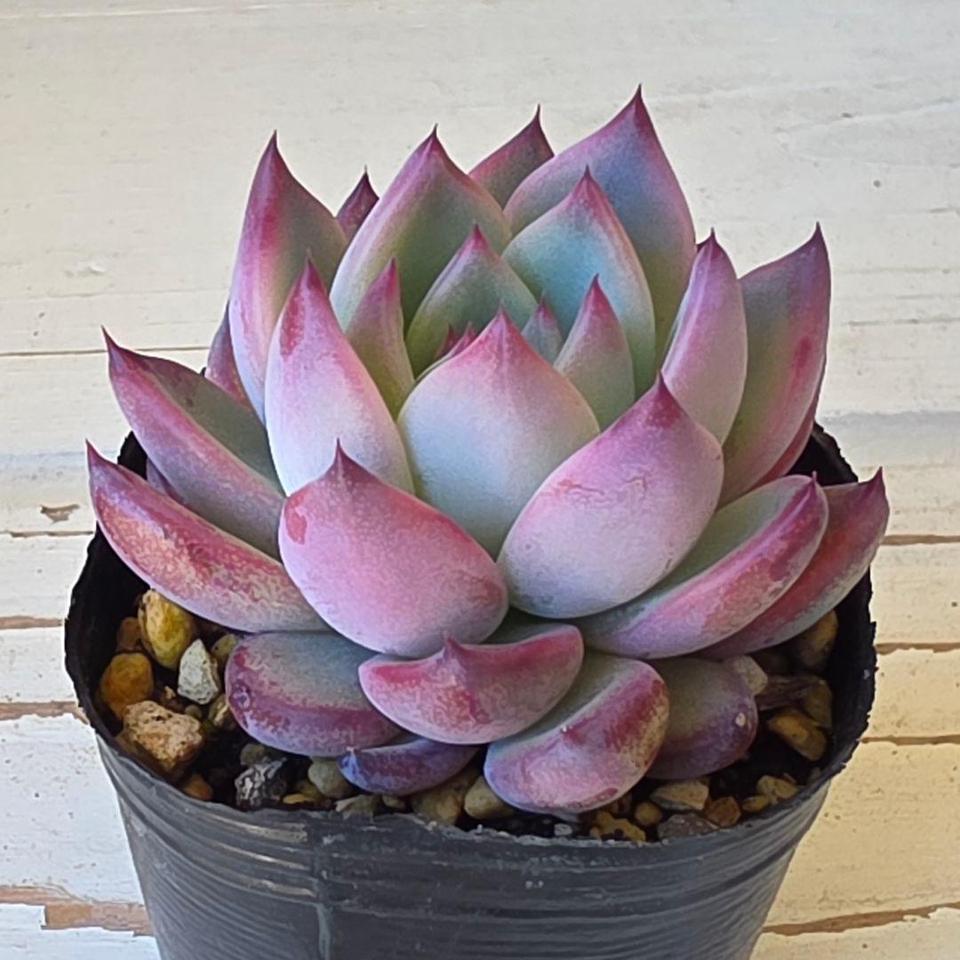 y*o様 多肉植物 中里リンゼアナ 実生苗 エケベリア