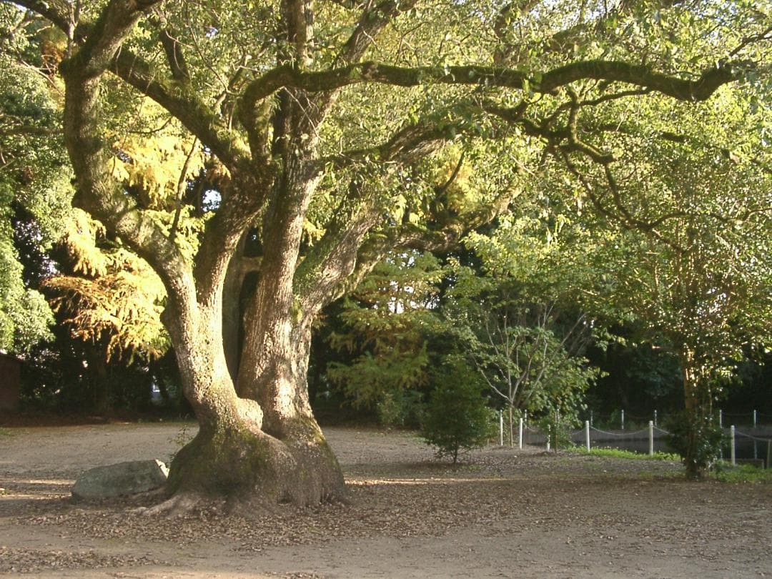 作例有　動作品　メモリー付　CCDコンデジ　カシオ QV-2800UX　単三電池