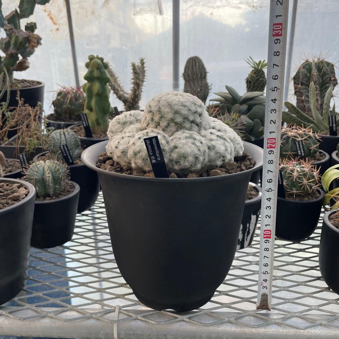 サボテン マミラリア 白星 大株 群生 7号ノアポット