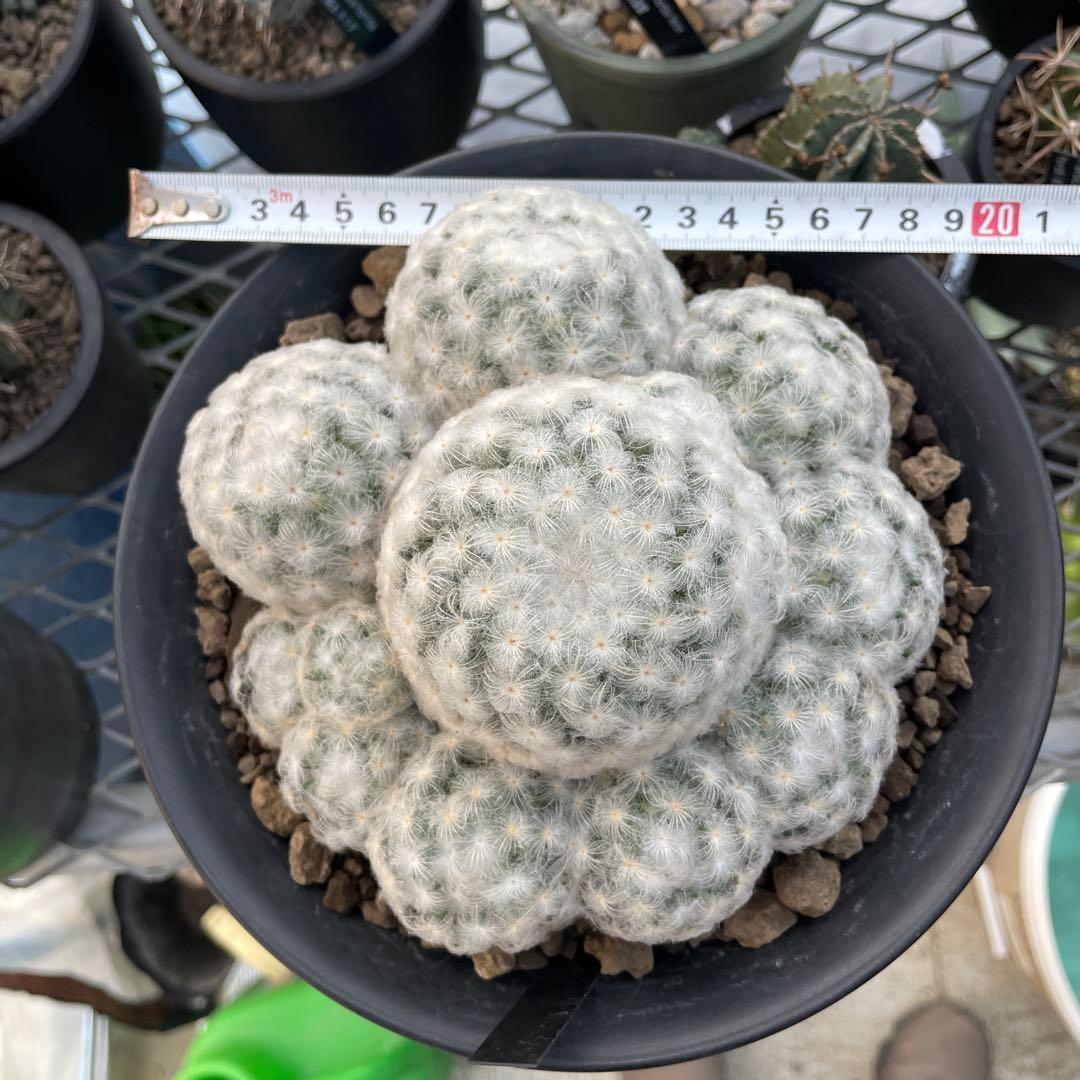 サボテン マミラリア 白星 大株 群生 7号ノアポット