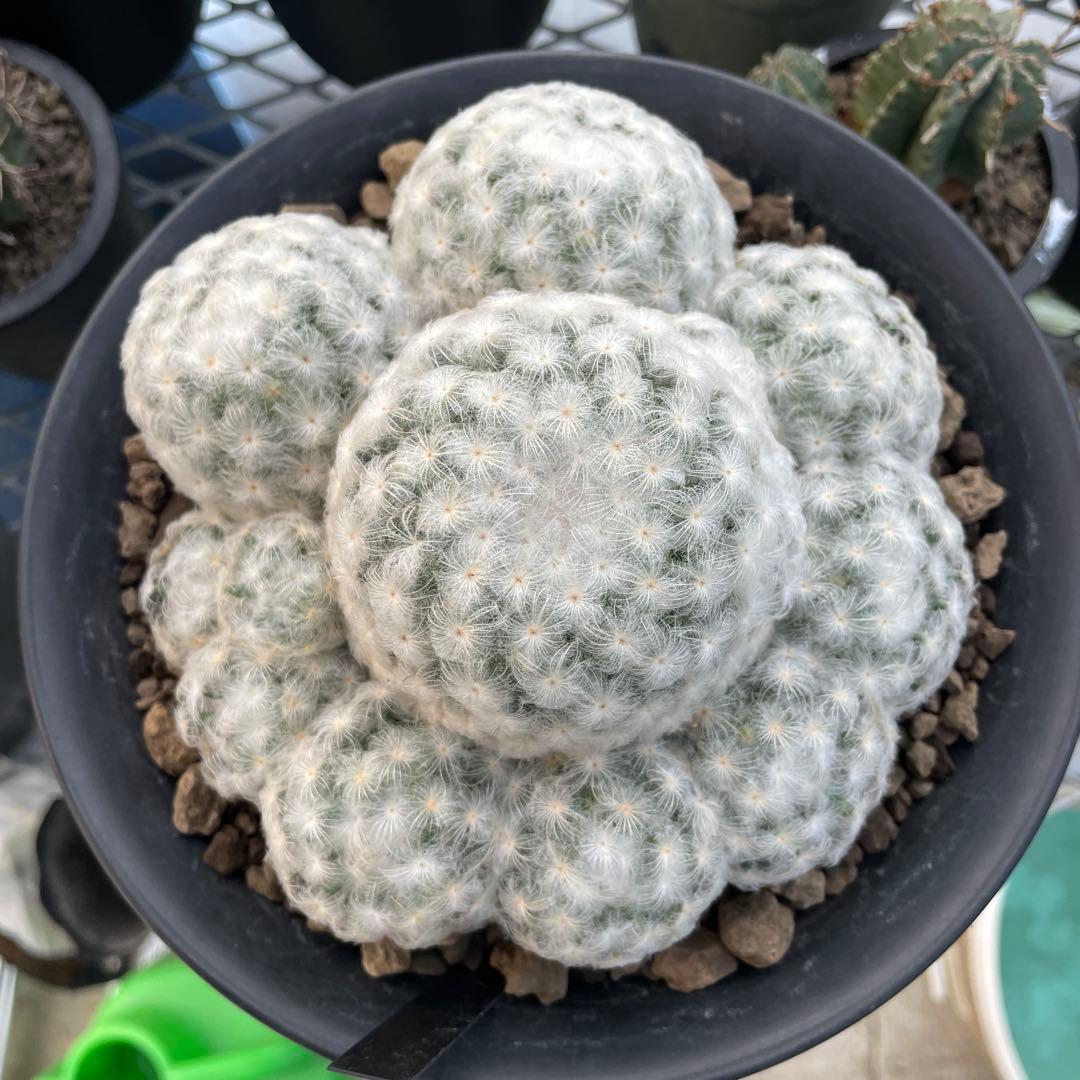 サボテン マミラリア 白星 大株 群生 7号ノアポット