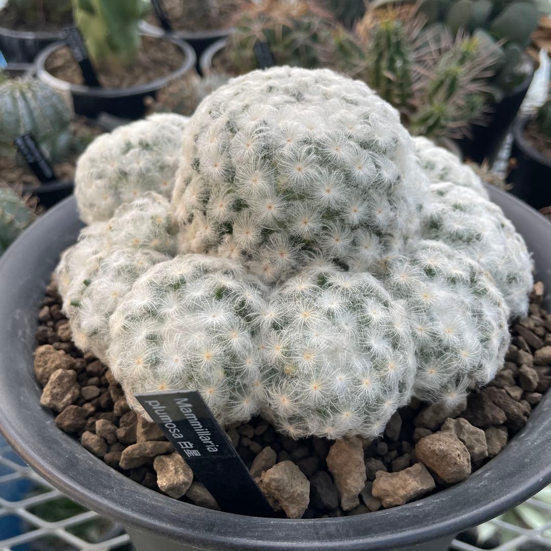 サボテン マミラリア 白星 大株 群生 7号ノアポット