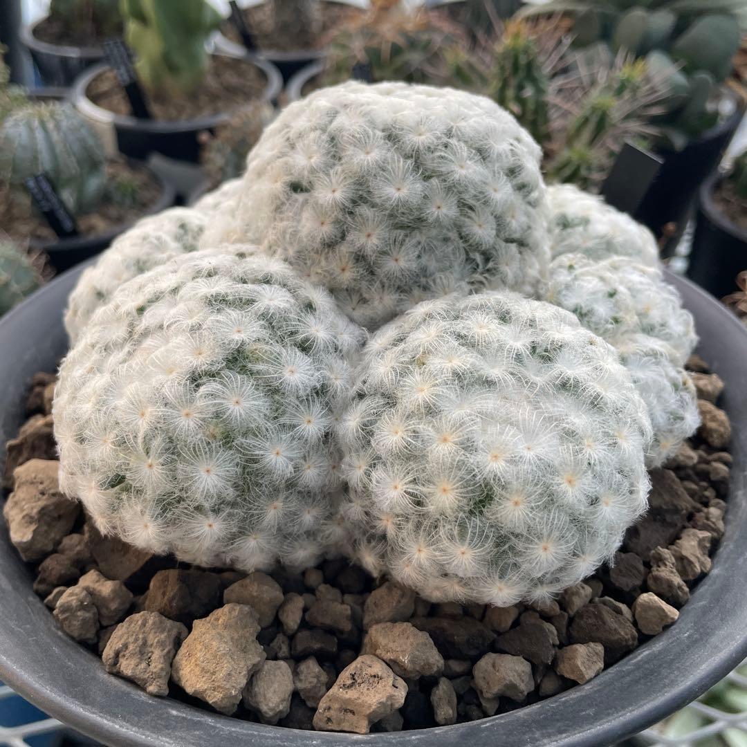 サボテン マミラリア 白星 大株 群生 7号ノアポット