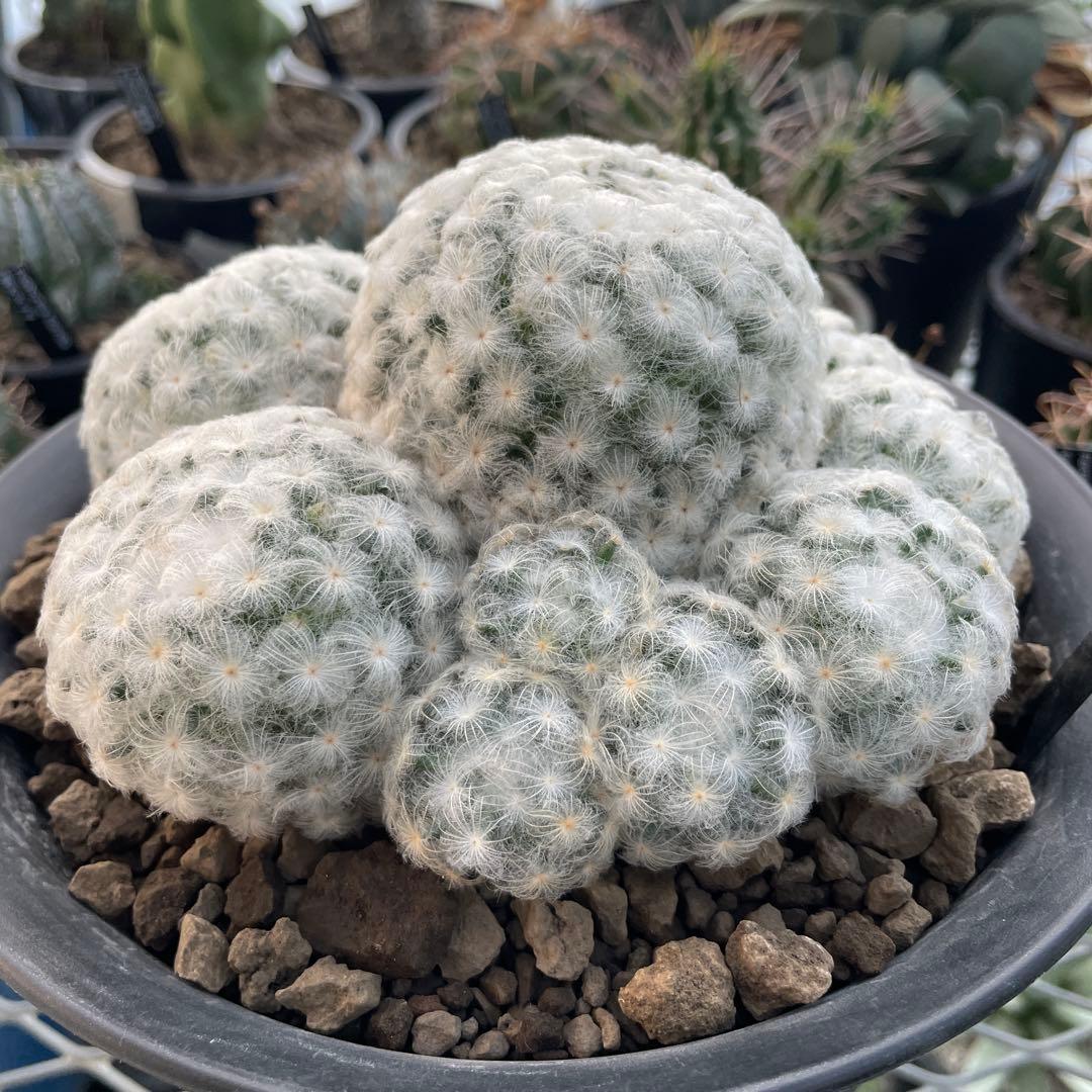 サボテン マミラリア 白星 大株 群生 7号ノアポット