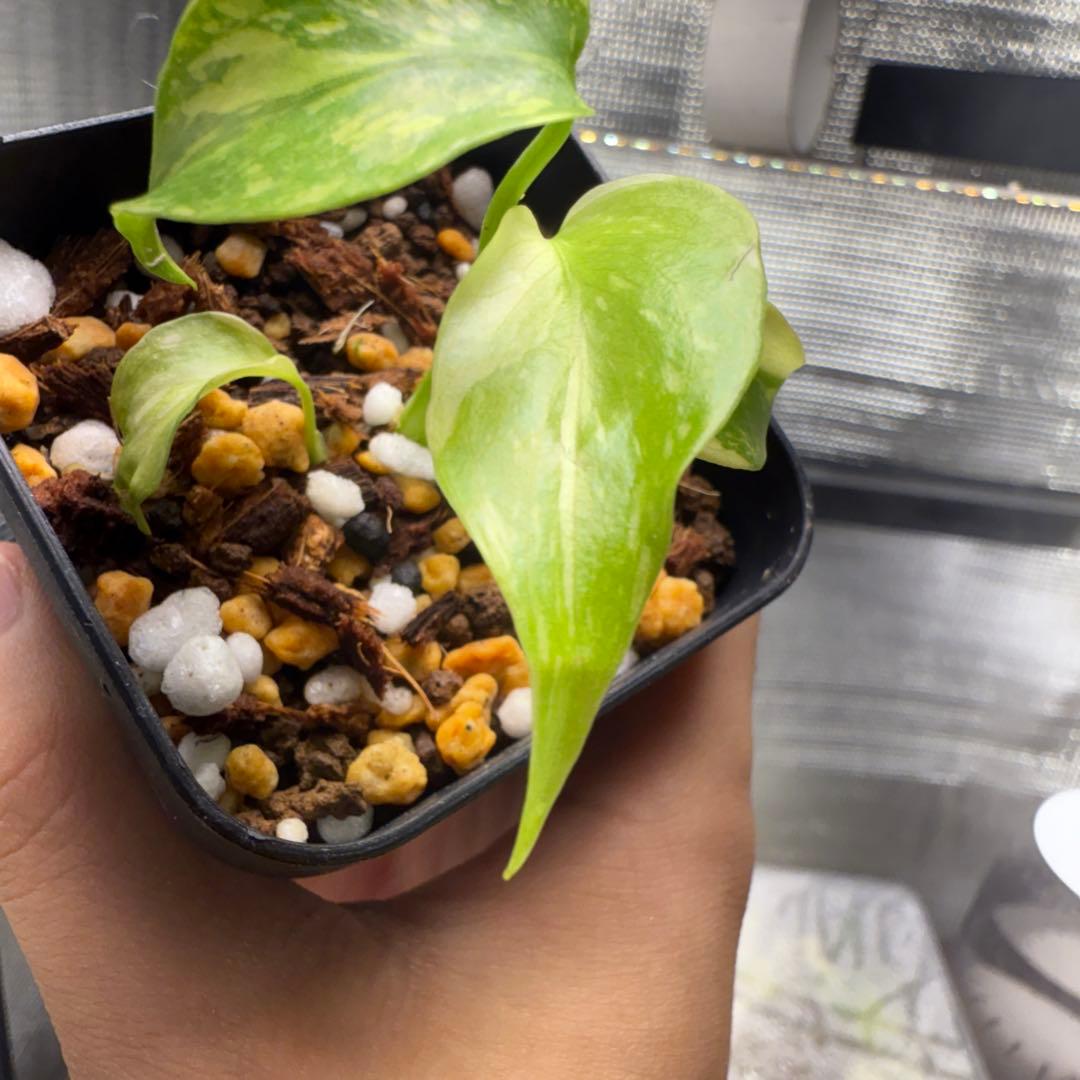 極上 モンステラ エレクトロライト B