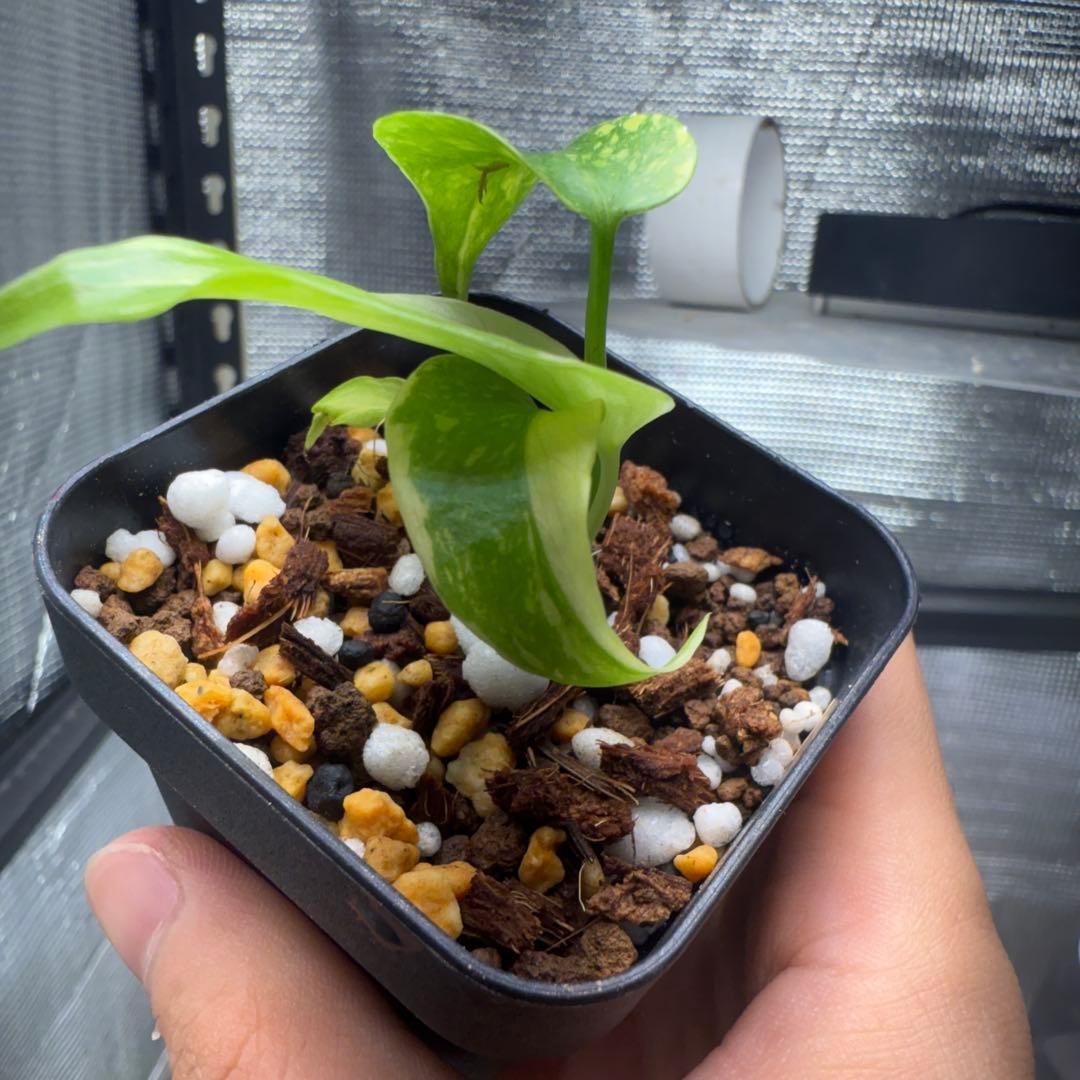 極上 モンステラ エレクトロライト B