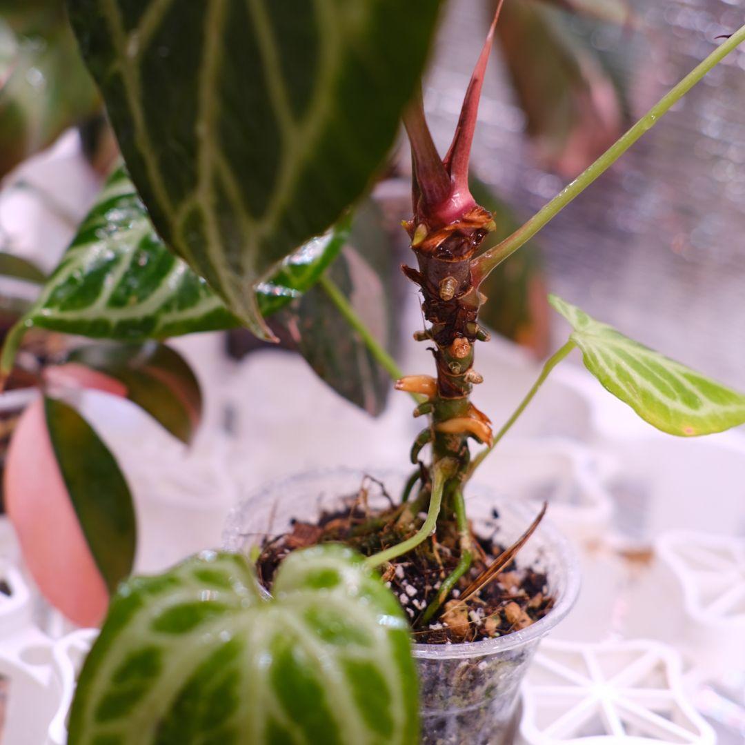 A.Red Crystallinum × Silver Blush③