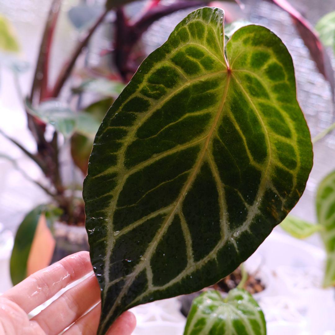 A.Red Crystallinum × Silver Blush③