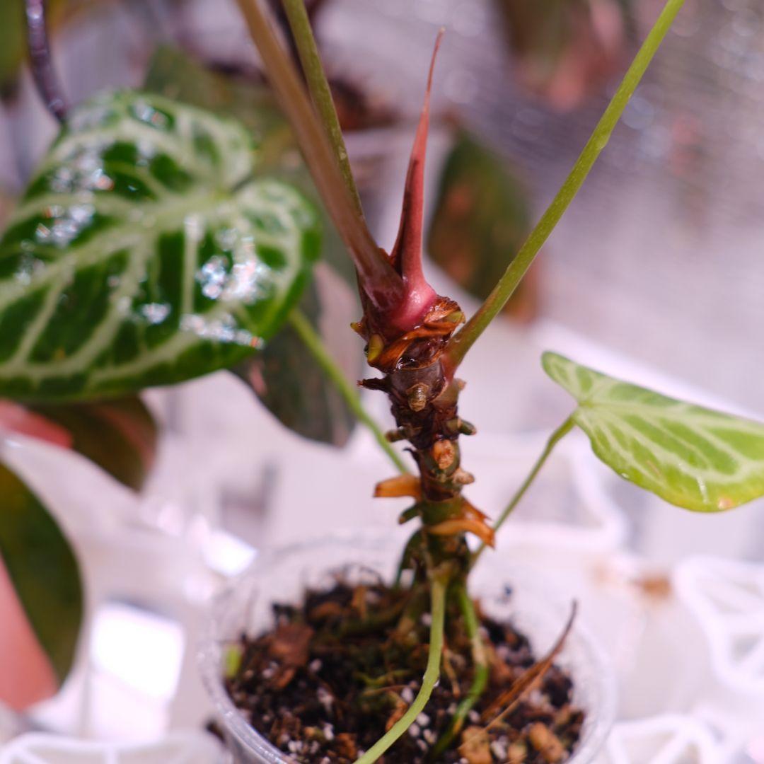 A.Red Crystallinum × Silver Blush③