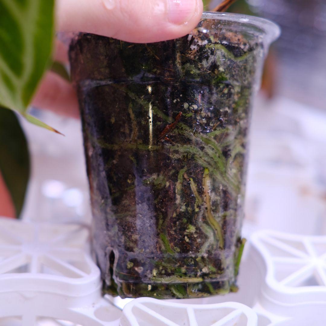 A.Red Crystallinum × Silver Blush③