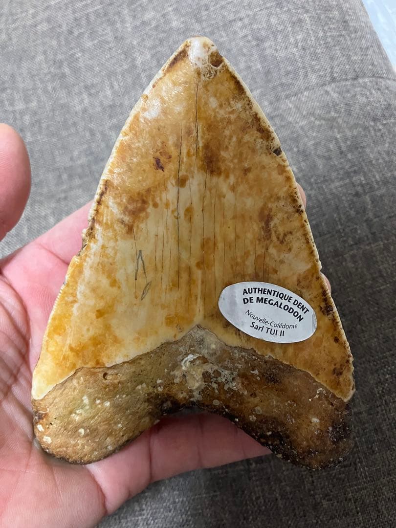 メガロドン　牙　歯　化石