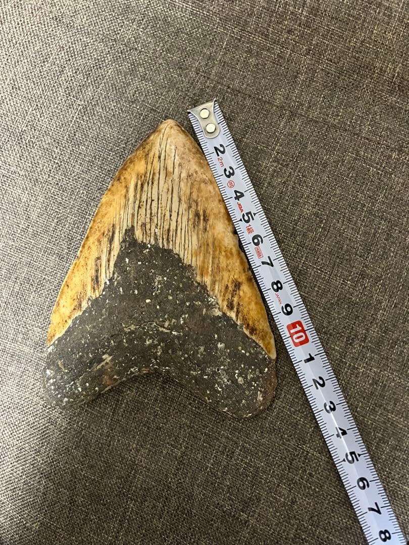 メガロドン　牙　歯　化石