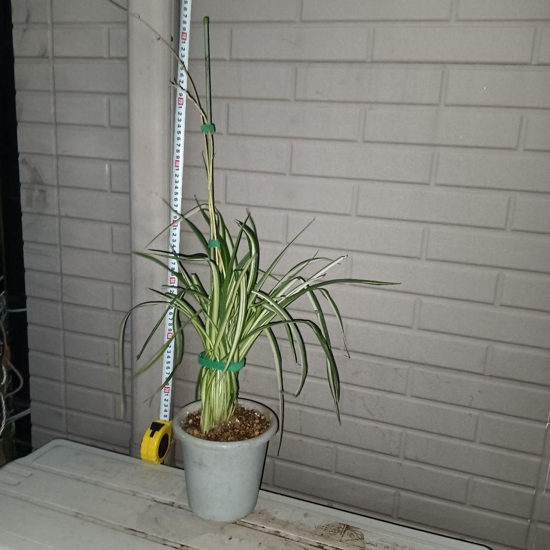 【完売御礼】オリヅルラン 4号鉢 大苗 3株 ランナー付 空気清浄 風水 ホルム