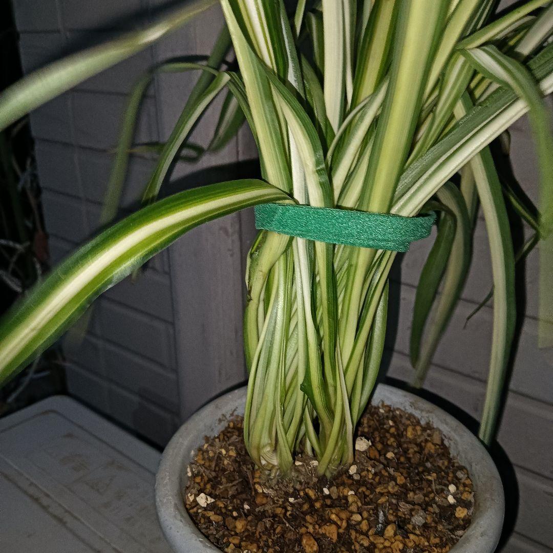 【完売御礼】オリヅルラン 4号鉢 大苗 3株 ランナー付 空気清浄 風水 ホルム