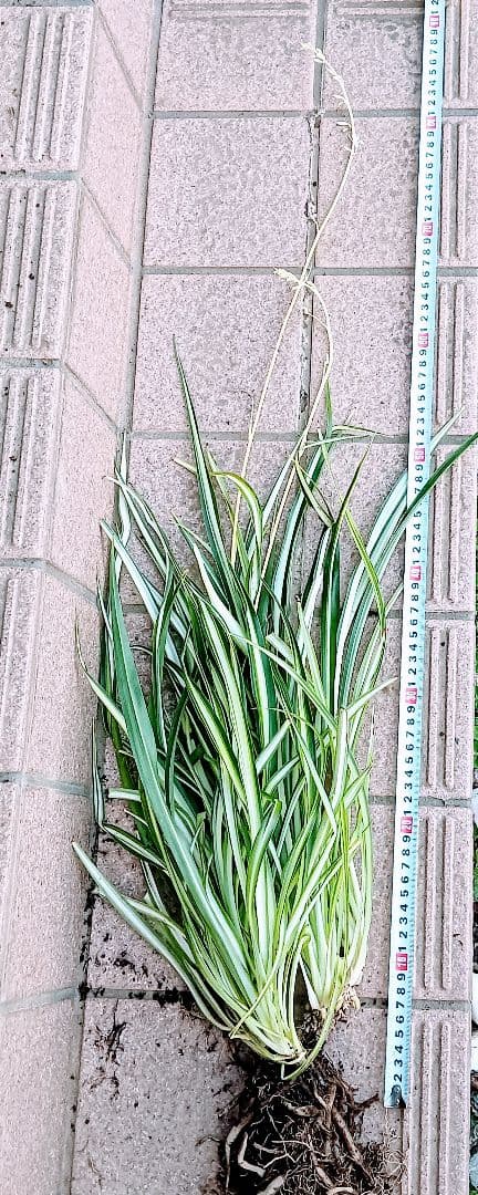 【完売御礼】オリヅルラン 4号鉢 大苗 3株 ランナー付 空気清浄 風水 ホルム