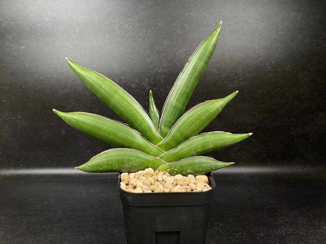 EMP サンセベリア サワディー / 中株 SA252