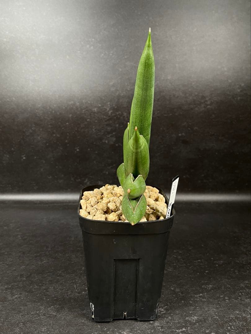 EMP サンセベリア サワディー / 中株 SA252