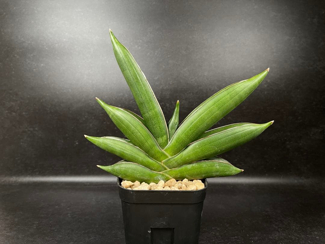 EMP サンセベリア サワディー / 中株 SA252