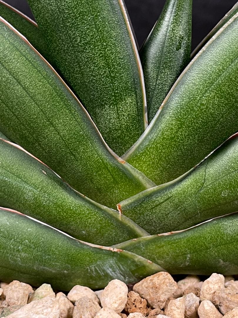 EMP サンセベリア サワディー / 中株 SA252