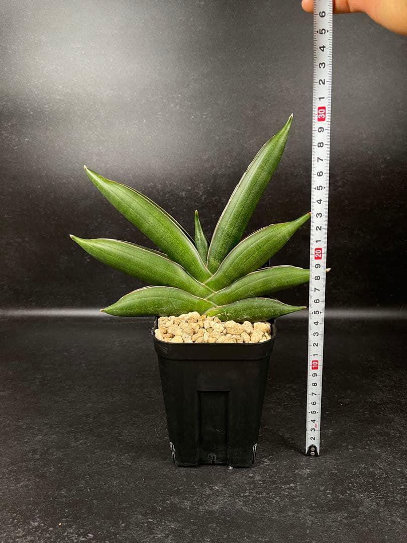 EMP サンセベリア サワディー / 中株 SA252