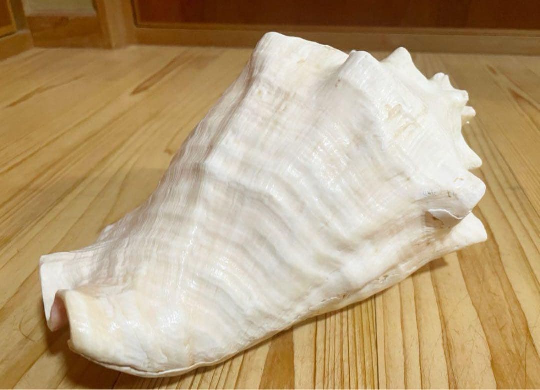 希少古代特大肉厚桃色法螺貝、ピンク法螺貝