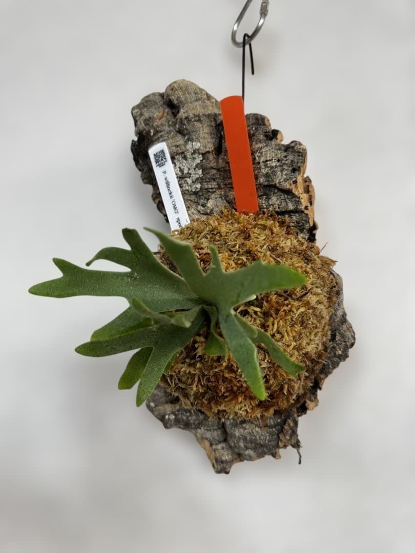 P. willinckii 'OMG'spore コルク　ビカクシダ　橙